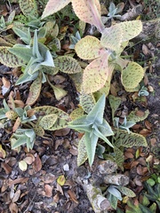 Kalanchoe gastonis-bonnieri