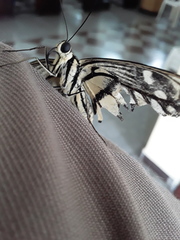 Papilio demoleus