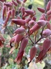 Kalanchoe gastonis-bonnieri