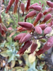 Kalanchoe gastonis-bonnieri