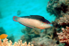 Black-Backed Wrasse photo 1