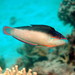 Blackback Wrasse - Photo (c) Leonard Low, some rights reserved (CC BY)