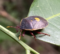 Colpoproctus pullus