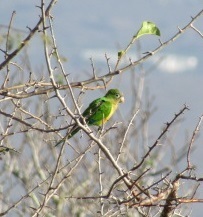 Eupsittula cactorum