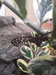 Papilio demoleus