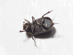 Trox scaber