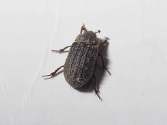 Trox scaber