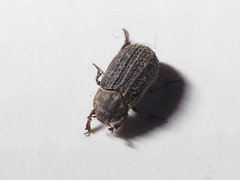 Trox scaber
