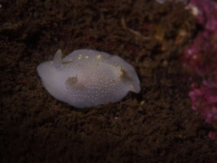 Cadlina laevis