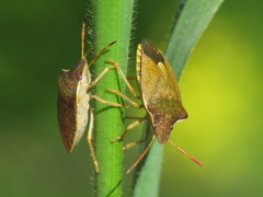 Peribalus strictus strictus