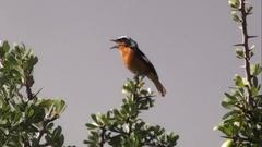 Phoenicurus moussieri