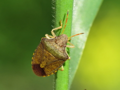 Peribalus strictus strictus