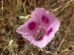 Acmaeodera connexa