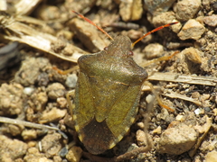 Peribalus strictus strictus