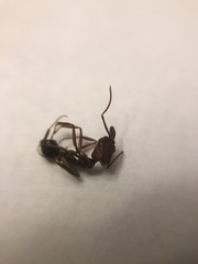 Odontomachus desertorum