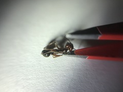 Odontomachus desertorum