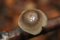 Mycopan scabripes