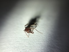 Odontomachus desertorum