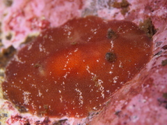 Rostanga rubra