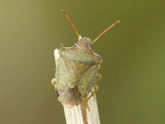 Peribalus strictus strictus