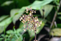 Epidendrum goodspeedianum