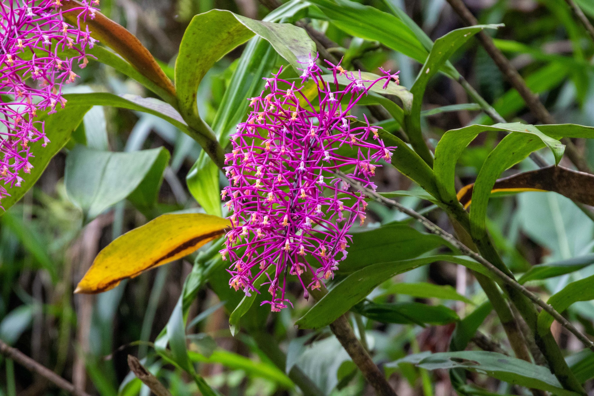 Epidendrum syringothyrsus Rchb.f.