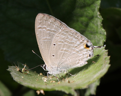 Catochrysops strabo strabo