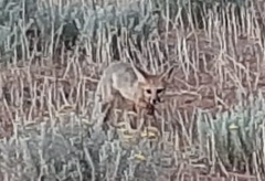 Vulpes chama