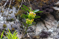 Epidendrum colombianum