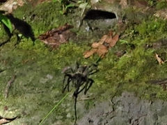 Selenocosmiinae