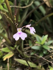 Ionopsis utricularioides