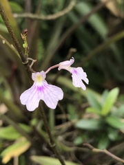 Ionopsis utricularioides