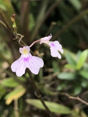 Ionopsis utricularioides