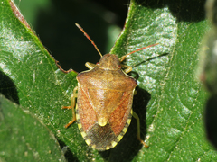 Peribalus strictus strictus