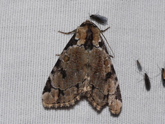 Stibaera thyatiroides