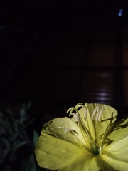 Oenothera affinis