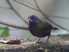 Arremon castaneiceps