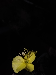 Oenothera affinis