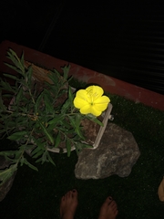 Oenothera affinis