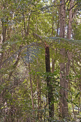Cyathea australis