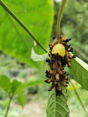 Paraselenis