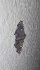Episparis tortuosalis