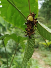 Paraselenis