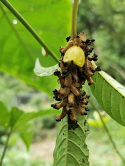 Paraselenis