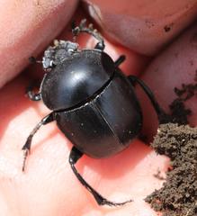 Sceliages difficilis