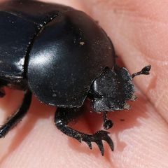 Sceliages difficilis