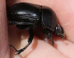 Sceliages difficilis