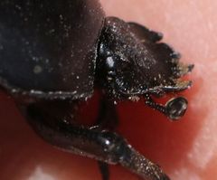 Sceliages difficilis