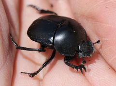 Sceliages difficilis