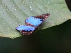 Mesosemia pacifica